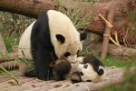 熊猫母子亲昵互动瞬间