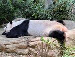 熊猫惬意躺卧在石上