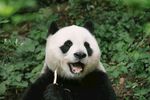 张嘴露齿的可爱大熊猫