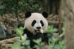 熊猫惬意进食竹子瞬间