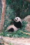 熊猫惬意躺卧竹林间
