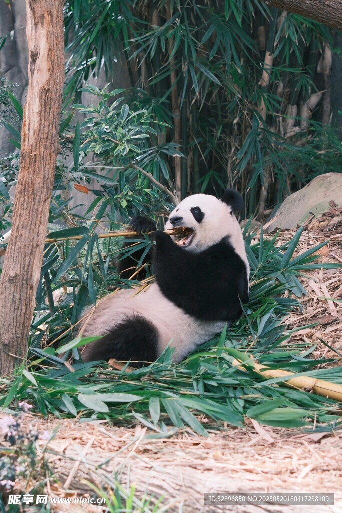 熊猫惬意躺卧竹林间