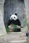 熊猫惬意进食竹子