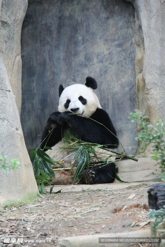 熊猫惬意进食竹子