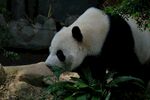 熊猫低头进食绿植