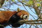小熊猫惬意趴树枝