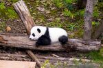 憨态熊猫趴木休憩