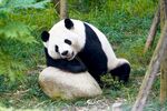 熊猫倚石休憩于绿意间
