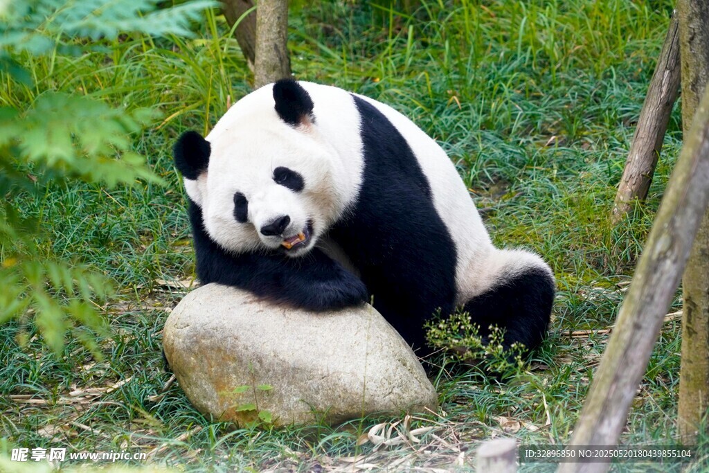 熊猫倚石休憩于绿意间