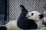 熊猫惬意躺卧自娱自乐