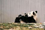 熊猫惬意躺卧吃竹子