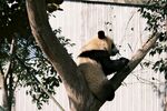 树上憨态可掬的大熊猫