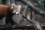 小熊猫立于树枝上