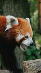 小熊猫张嘴神态可爱
