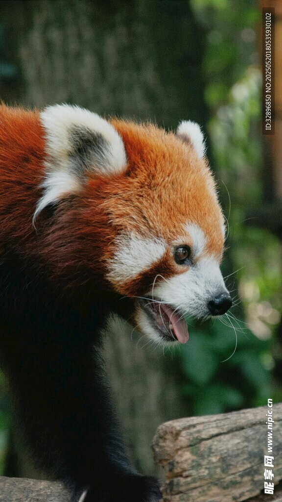 小熊猫张嘴神态可爱