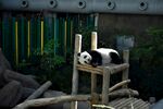 熊猫惬意躺坐木架上