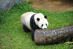 草地上的大熊猫与木头