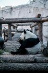 熊猫惬意躺卧在木架上
