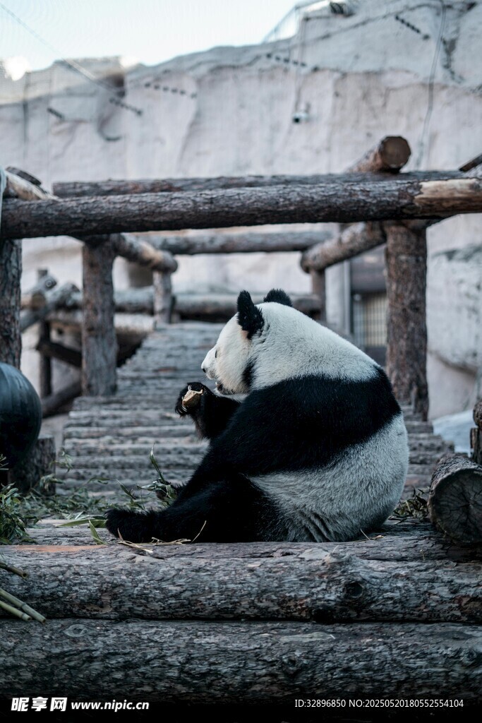 熊猫惬意躺卧在木架上