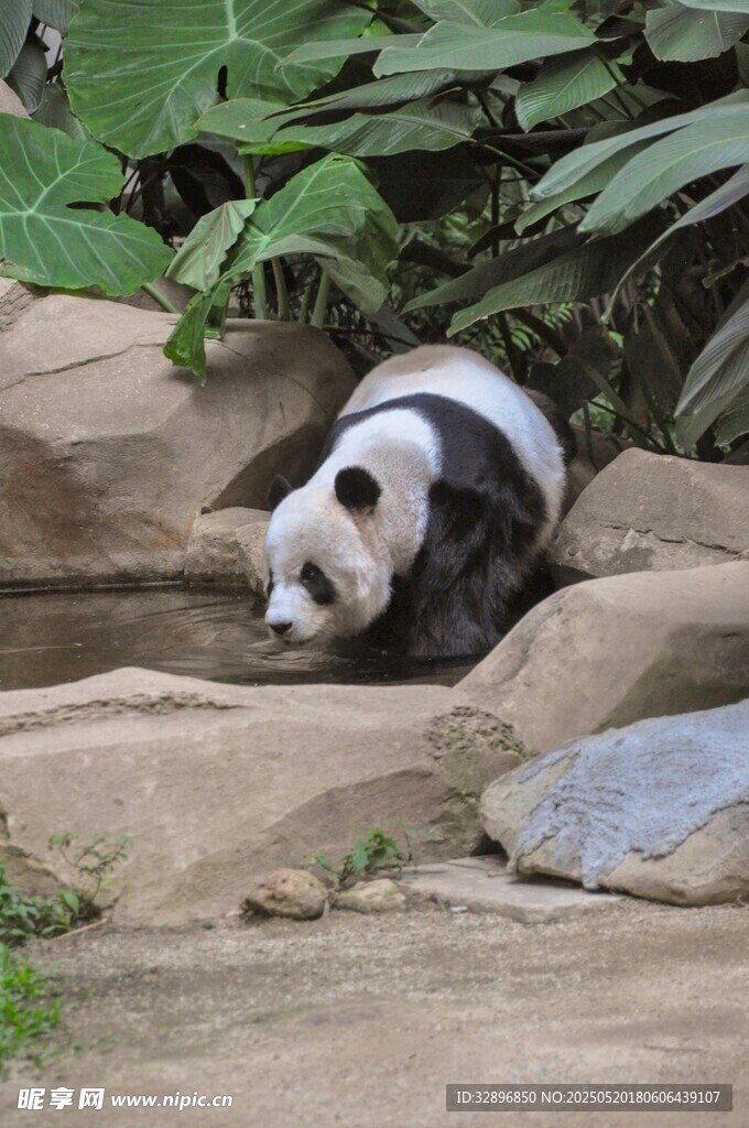 趴着休息的可爱大熊猫