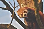 小熊猫栖息于树枝间