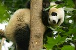 熊猫树上休憩