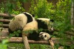 熊猫惬意躺木架