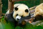 憨态熊猫惬意趴卧木上