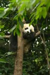 熊猫惬意栖于绿树间