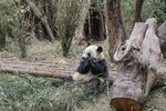熊猫坐于林间啃食竹子