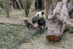 熊猫惬意躺卧啃食竹子