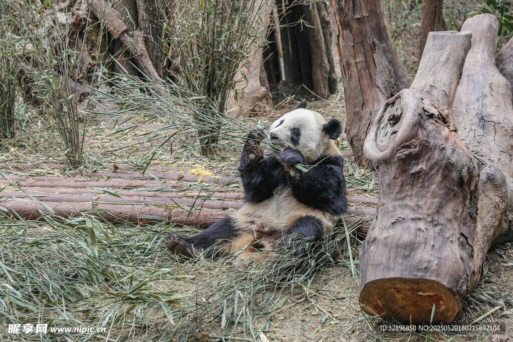 熊猫坐草地旁啃食竹子