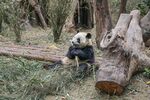 熊猫坐于林间啃食竹子