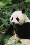 熊猫惬意进食鲜竹子