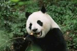 熊猫进食瞬间