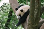 熊猫惬意栖于树枝间