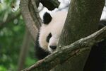 萌熊猫躲在树枝后张望