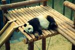 熊猫惬意躺于竹制平台