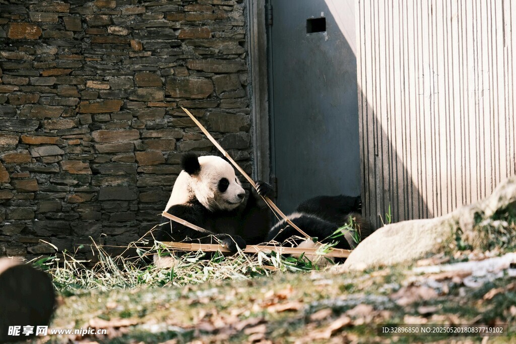 熊猫倚墙悠闲吃竹子