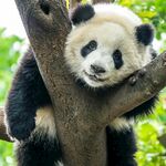 树上可爱大熊猫