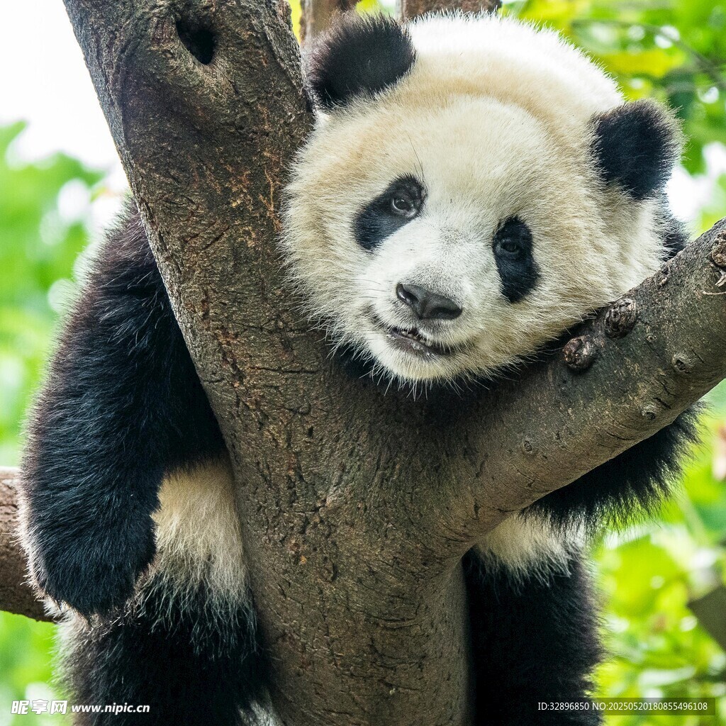树上可爱大熊猫