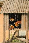 小熊猫在木屋窗口休憩