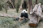 熊猫悠闲坐于林间吃竹子