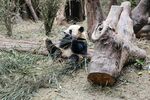 熊猫躺卧在木旁休憩