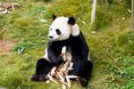 熊猫坐草地享用竹子