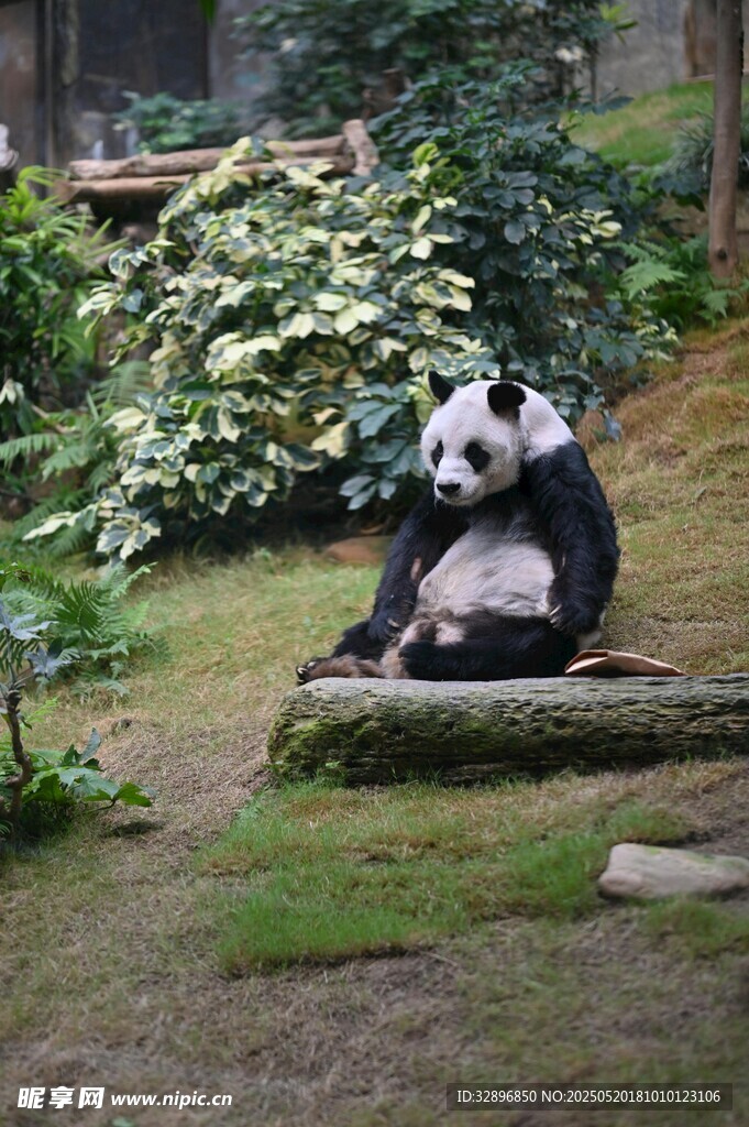 熊猫坐木旁享受悠闲时光