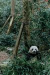 林间熊猫惬意休憩