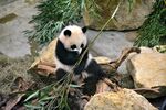 可爱熊猫坐石上吃竹子