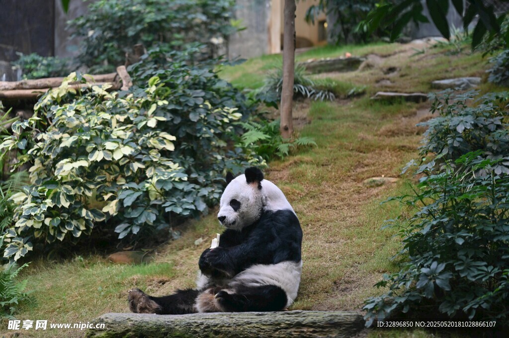 熊猫坐于绿植间享悠闲
