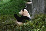 熊猫坐草地背靠树干进食
